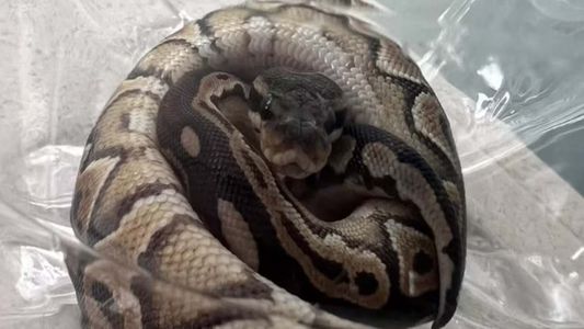 ¡Cuidado, pitón suelta!: la serpiente apareció en un departamento de Palermo y generó pánico en el edificio