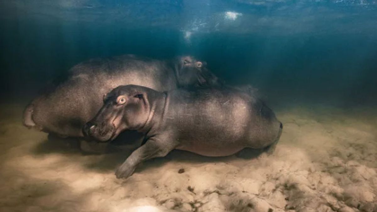 (Foto: Gentileza Wildlife Photographer of the Year) (Foto: Gentileza Wildlife Photographer of the Year)