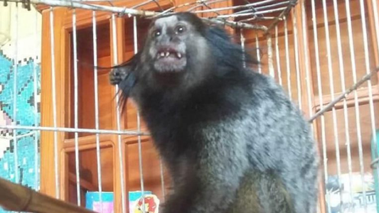 Robaron una mona caí del Ecoparque y sospechan del tráfico ilegal de animales