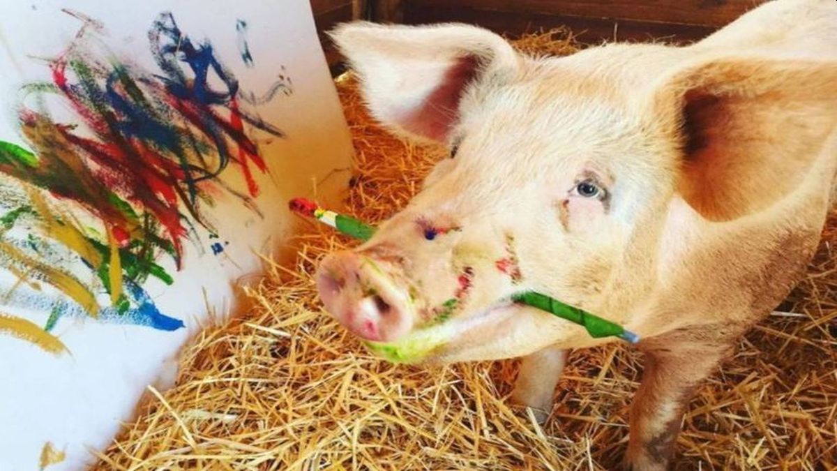 Pigcasso