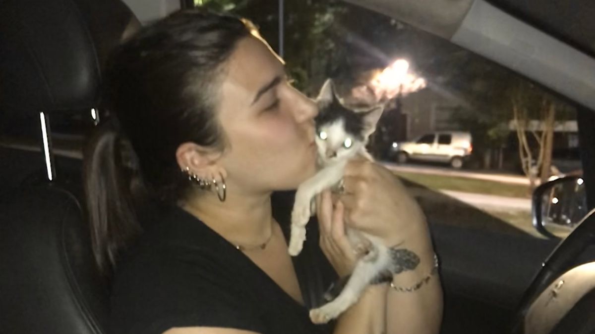El gato Enrique