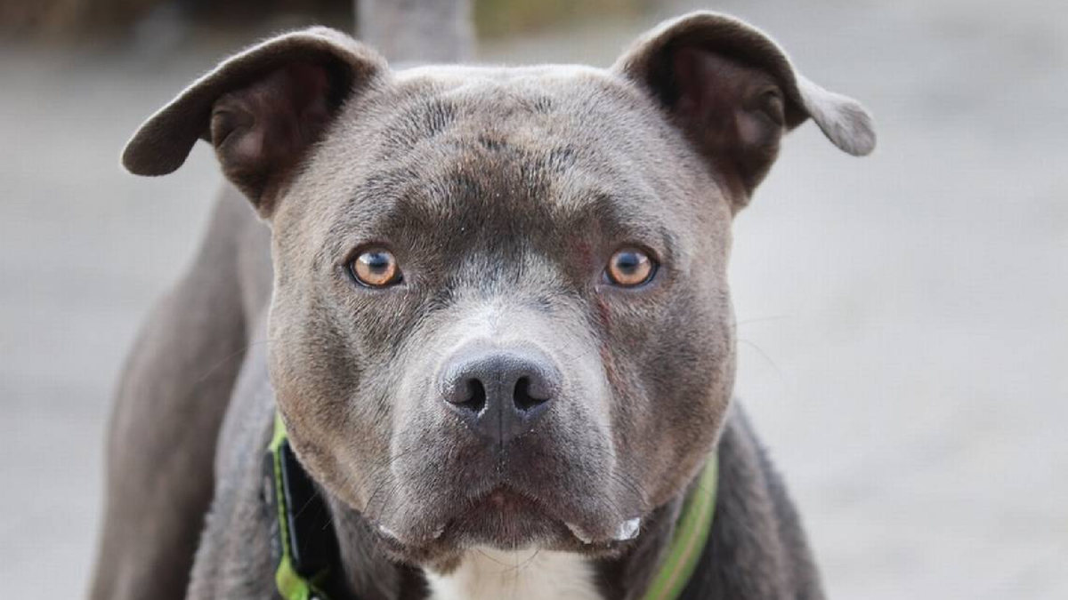 Una mujer fue atacada por un pitbull cuando caminaba por la calle está