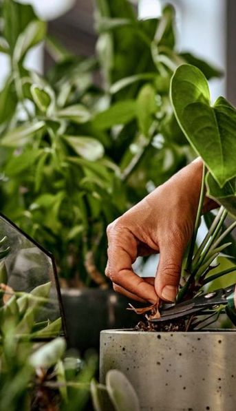 El truco de tirar bicarbonato en las macetas y el jardín: por qué recomiendan hacerlo y para qué sirve