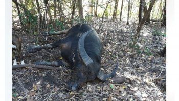 Búfalo moribundo atraviesa con su cuerno a cazador que le acababa de disparar