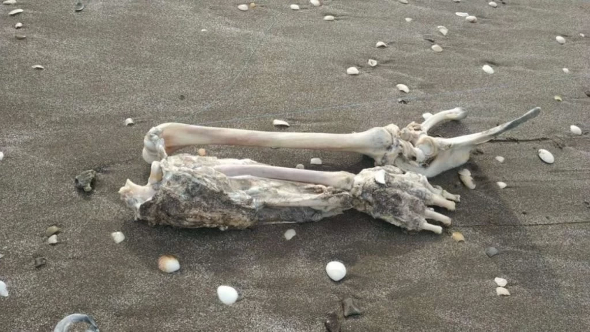 Espanto en Mar de Ajó: fueron a pescar y atraparon un brazo y parte de un torso humano en el mar