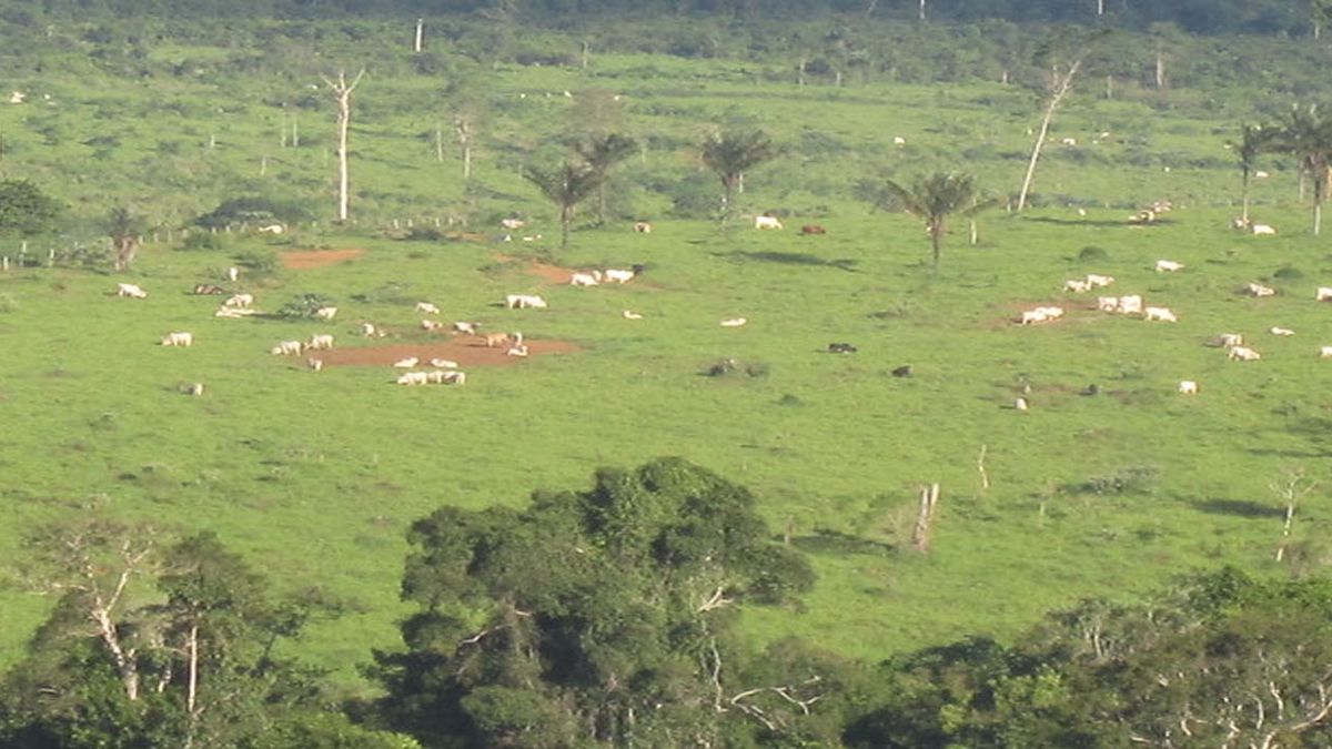 Brasil tiene más cabezas de ganado que personas, en un país con una población de 213 millones. La ganadería extensiva convirtió Brasil en el mayor exportador mundial de carne vacuna. El consumo de esa carne tiene una alta presión ambiental, ya que su producción es uno de los mayores factores de la deforestación de la Amazonia. (Foto: Mario Osava / IPS)