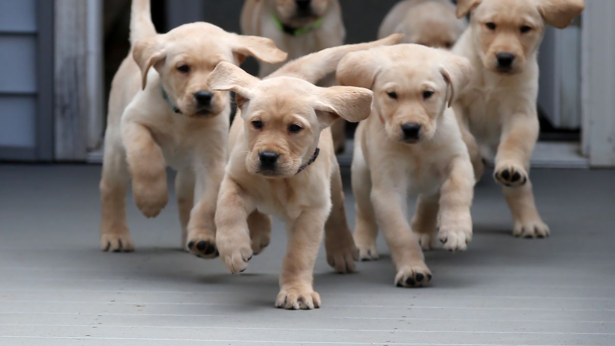 Proponen colocar un microchip en perros y gatos en CABA (Foto: El País)
