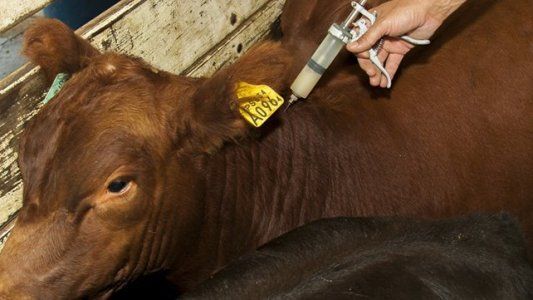 Extienden la excepción de movimiento de hacienda sin vacunación antiaftosa