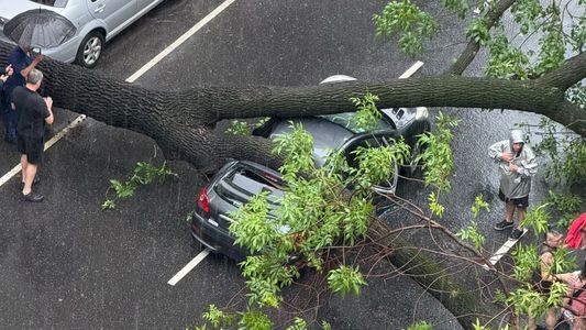 Temporal en CABA: las impactantes imágenes de un árbol que cayó sobre varios autos