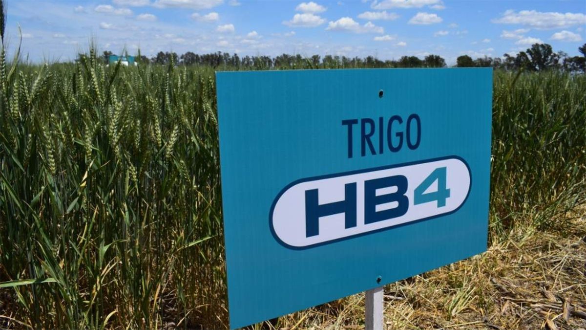 El trigo HB4, para sus defensores, tendrá grandes beneficios a la hora de garantizar su producción y contribución a la alimentación global. 