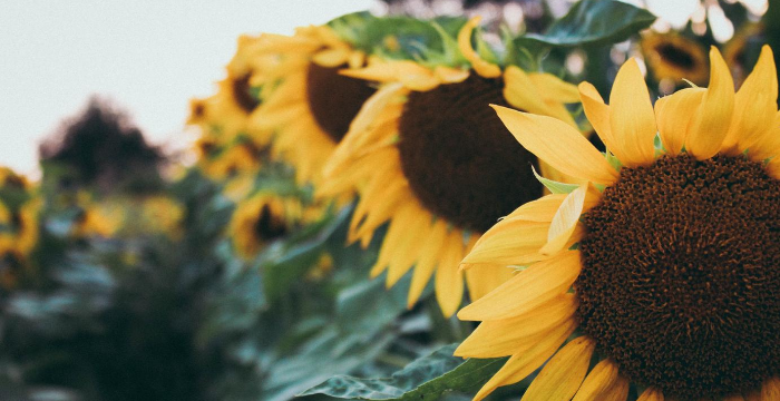 La otra cara de las lluvias: se ralentizó la cosecha del girasol en Santa Fe