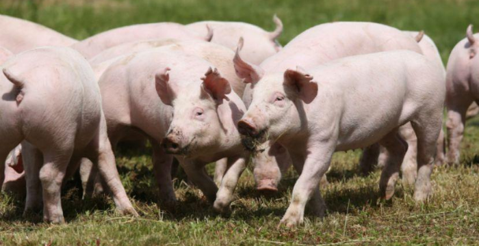 Fuego amigo: una entidad rural planteó su rechazo y preocupación por el proyecto chino de producción porcina