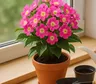 Alegría del hogar: cómo cuidarla para que dé más flores y crezca sana
