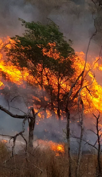 Incendios en Córdoba: el Senado aprobó la emergencia ambiental por 180 días