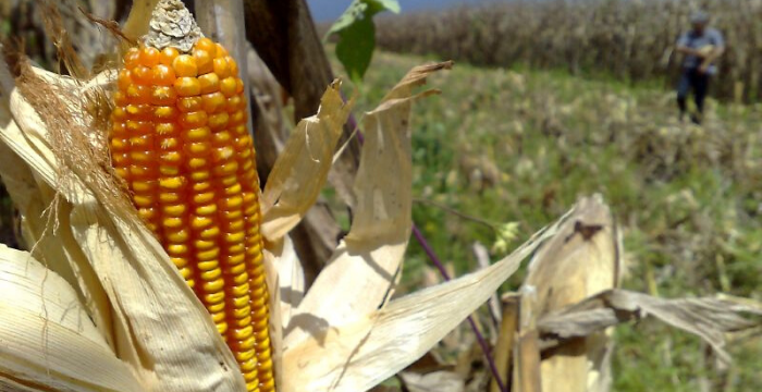 Advierten que por el contexto, el clima y la caída en los márgenes, muchos productores dejarán de sembrar maíz