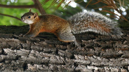 Alerta por la invasión de ardillas de vientre rojo en CABA, Buenos Aires, Córdoba, Santa Fe y Mendoza