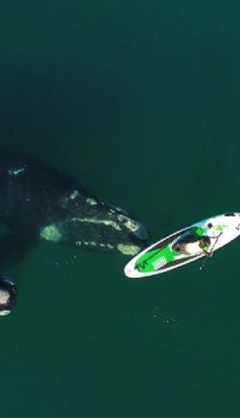 Capturan video de ballena jugando con una tabla en Puerto Madryn