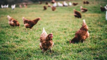 Confirman más casos de gripe aviar y ya son 19 confirmados en Argentina