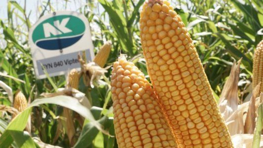 NK refuerza su campaña de maíz, con híbridos para cada región