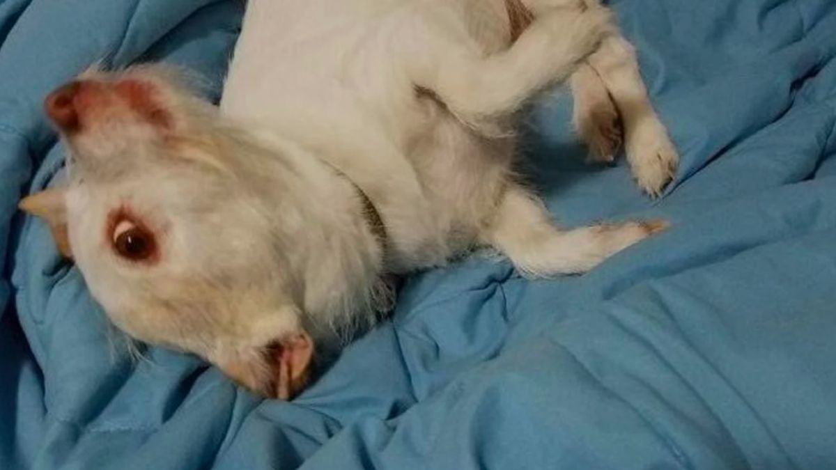 ¿Qué animal es? La foto que desconcierta a todos en las redes sociales no es más ni menos que un perrito.