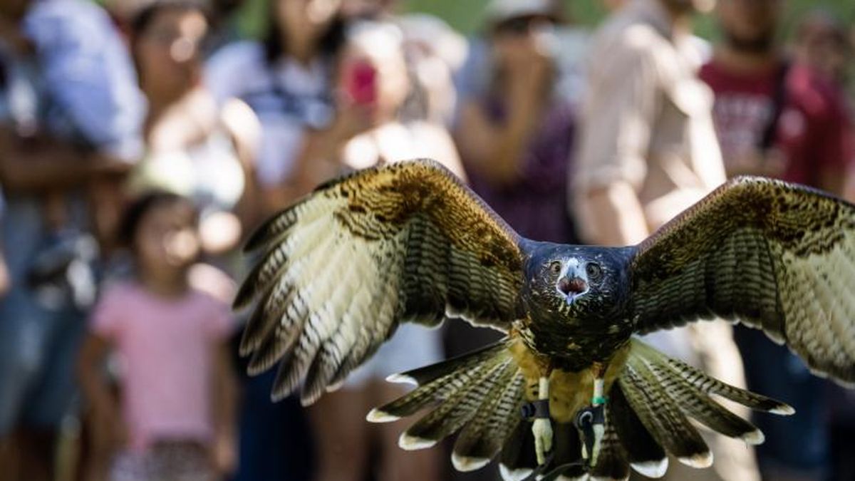 El Ecoparque alberga más de 3.900 animales rescatados. (Foto: Ecoparque)