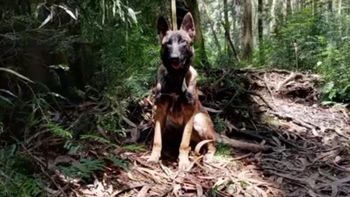 El perro Wilson sigue perdido en la selva colombiana. (Foto: Gentileza El Espectador)
