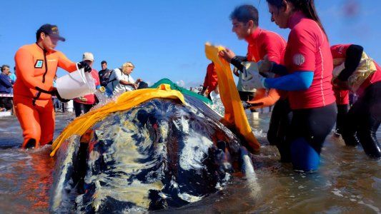 Mar del Plata: trabajan a contrarreloj para salvar a una ballena encallada