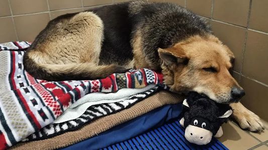 Esperanza y Amor: la perra que vagó sola por meses con un peluche