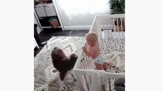 Una mujer instaló cámaras de seguridad en la habitación de su bebé y descubrió la vocación de su perro