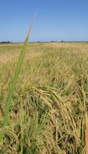 La historia familiar de la empresa que produce arroz premium en Entre Ríos