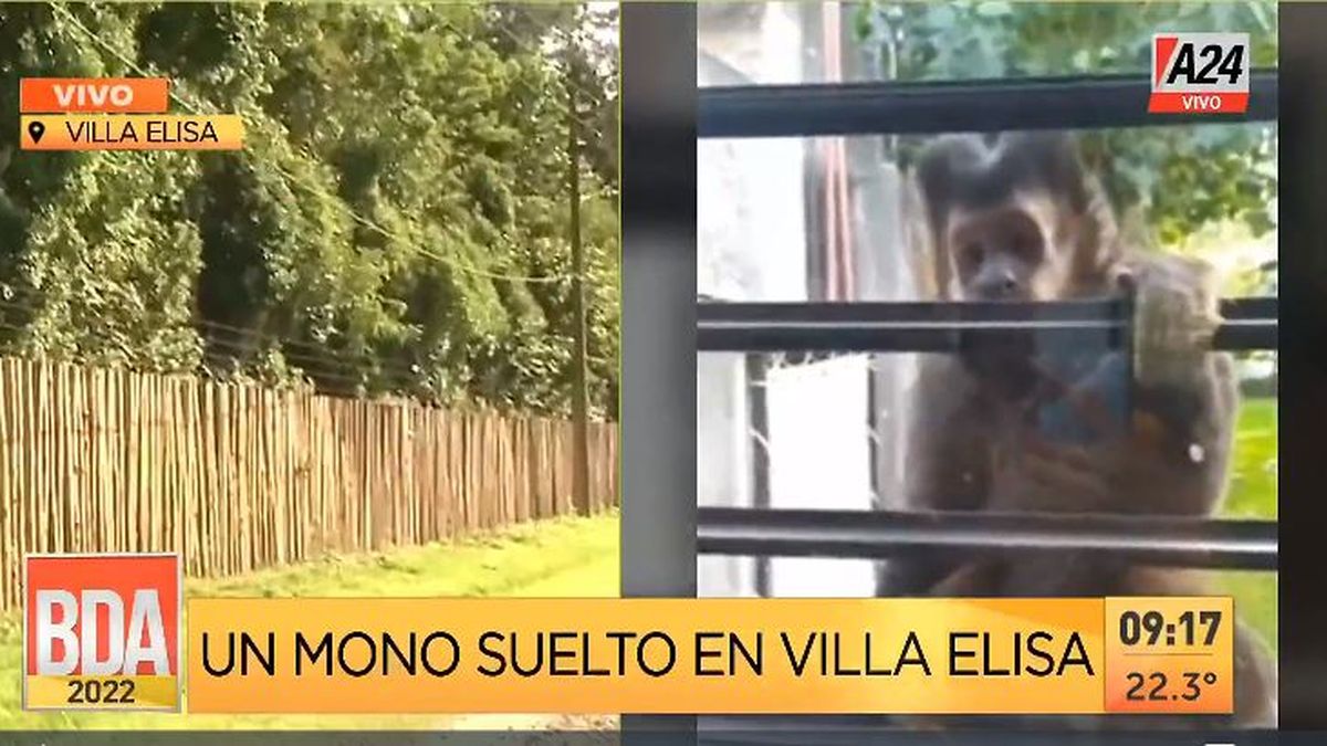 Villa Elisa: buscan a un mono suelto en un barrio cerrado. (Captura de Tv)