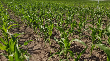 Por la falta de lluvias estiman una fuerte caída de la siembra de maíz en la principal zona agrícola del país