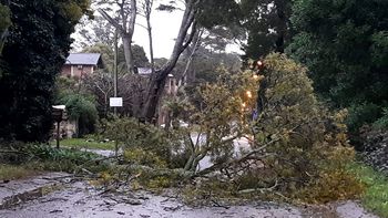 Temporal en la Costa Atlántica: clases suspendidas, techos volados y caída de arboles