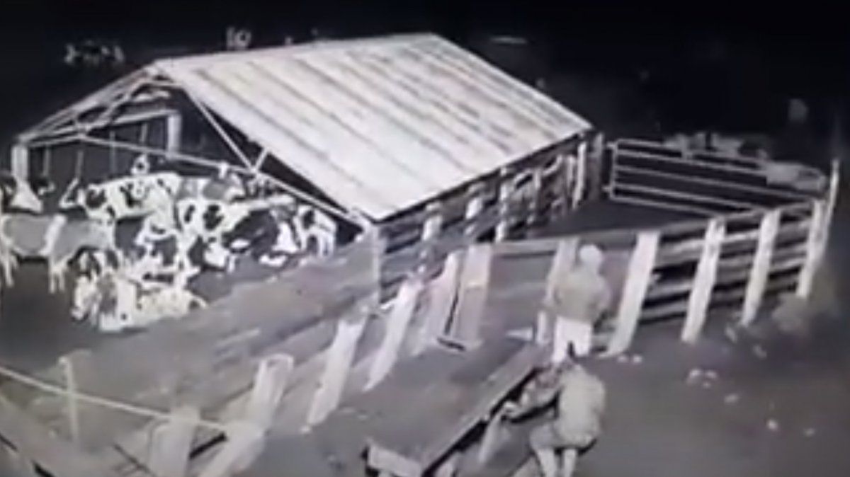 Video: así actúan en la noche los cuatreros rurales