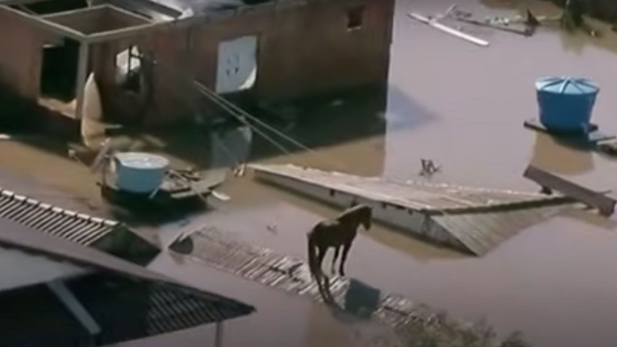 El caballo, parado y solitario sobre un techo, rodeado de construcción tapadas por el agua. (Foto: Gentileza O Globo)