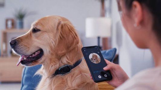 Cómo funciona el collar que traduce los ladridos de perros y maullidos de gatos