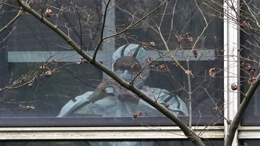 Coronavirus: qué se sabe y que no sobre el inicio de la pandemia en un laboratorio de Wuhan