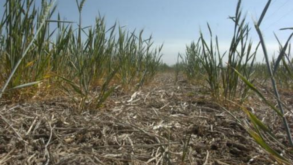 El trigo juega su partido más difícilde los últimos 7 años: la sequía pone en jaque a la cosecha. 