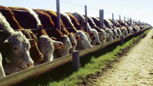 Diseñan el primer protocolo de bienestar animal en feedlots