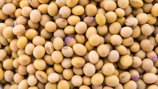 Estiman que la soja aportaría 2 millones de toneladas menos por culpa de la sequía