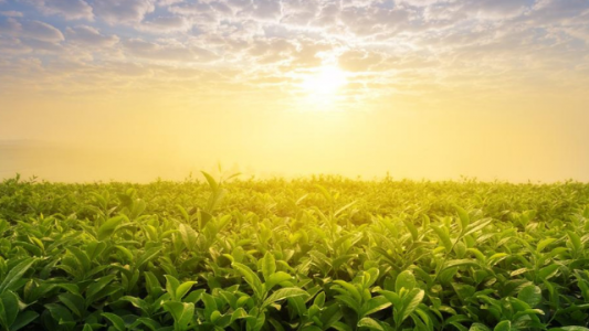 Las lluvias dejan de ser protagonistas: se espera poca agua y mucho calor en las próximas semanas