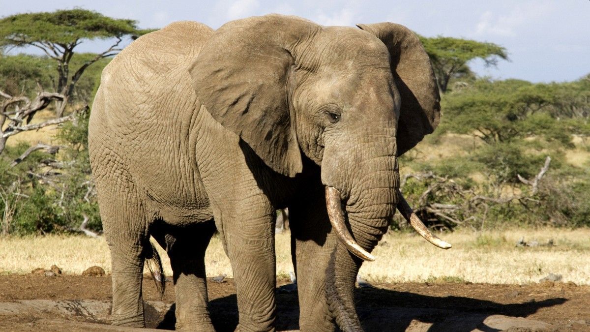 &nbsp; Elefante embiste autobús.jpg &nbsp; &nbsp; &nbsp; Como se puede observar en otra grabación compartida en las redes sociales