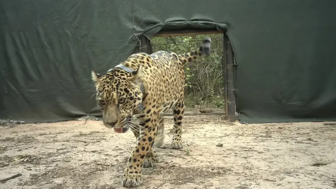 La millonaria recompensa que ofrecen por los datos de una yaguareté desaparecida