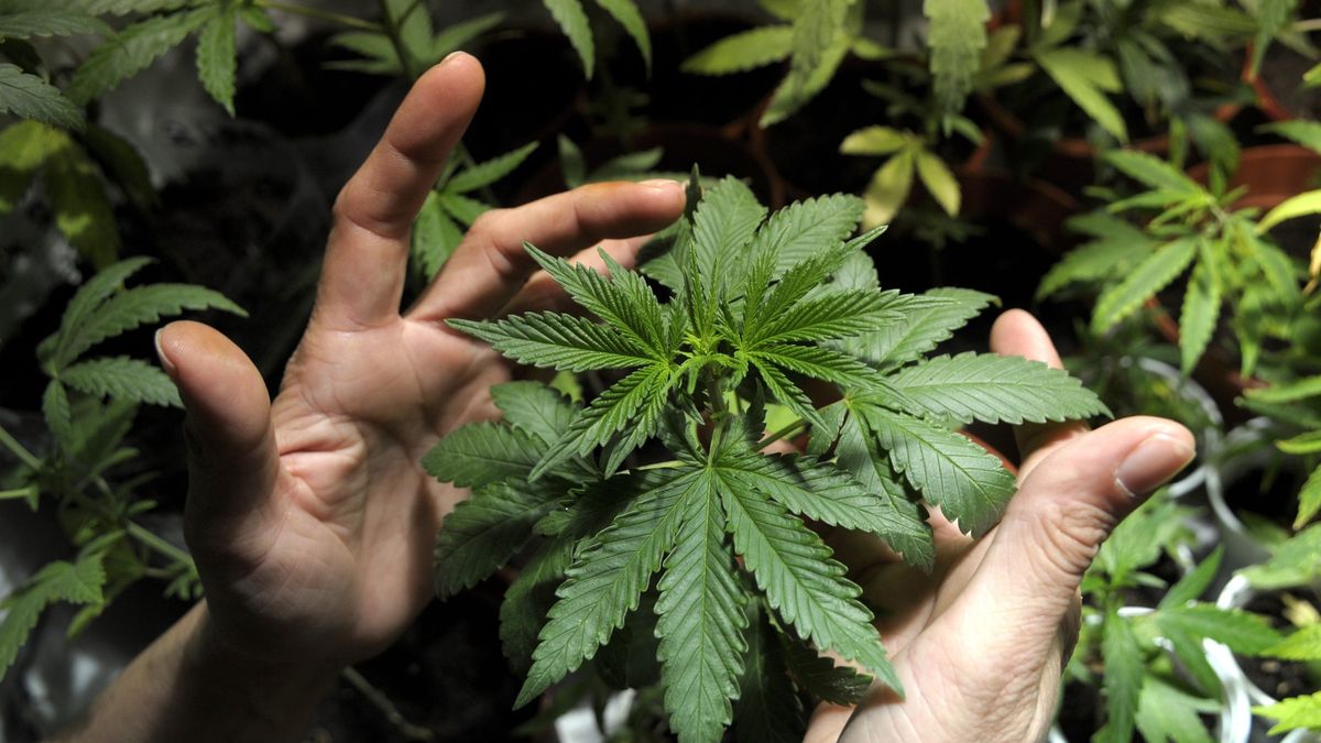 Cannabis: cuánto dinero puede generar el sector que busca impulsar el Gobierno