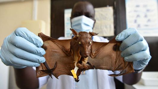 Virus de Marburgo: qué es y porqué la OMS está en alerta