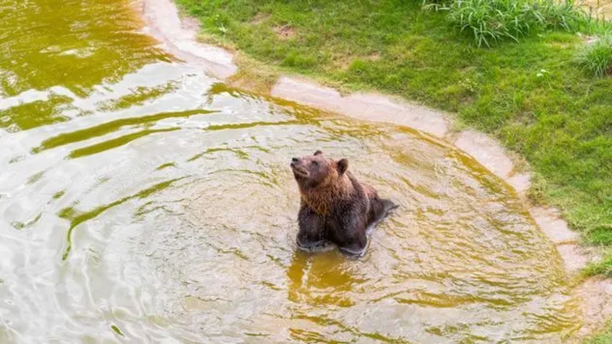 El Parque de la Biodiversidad evaluará al oso Koda bajo anestesia general por el avance de un tumor maligno (Foto: Municipalidad de Córdoba)