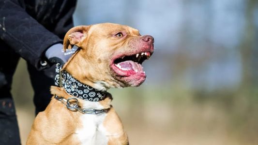 El perro no la soltaba: el brutal ataque a una nena entre los gritos desesperados de la mamá