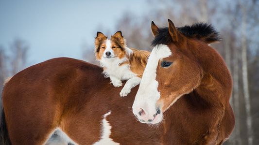 Captaron a un perro paseándose de una manera muy particular