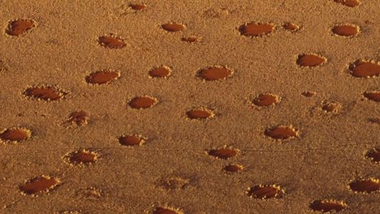 El origen de los circulos de hadas, un enigma que la ciencia pudo revelar tras más de tres décadas