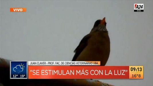 El zorzal colorado: “los gallos” despertadores de la Ciudad